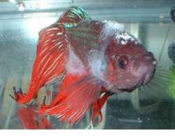 Betta Fish Infected with Columnaris