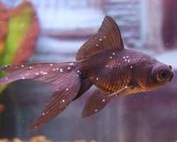 Goldfish Infected with Ich or White Spot Disease