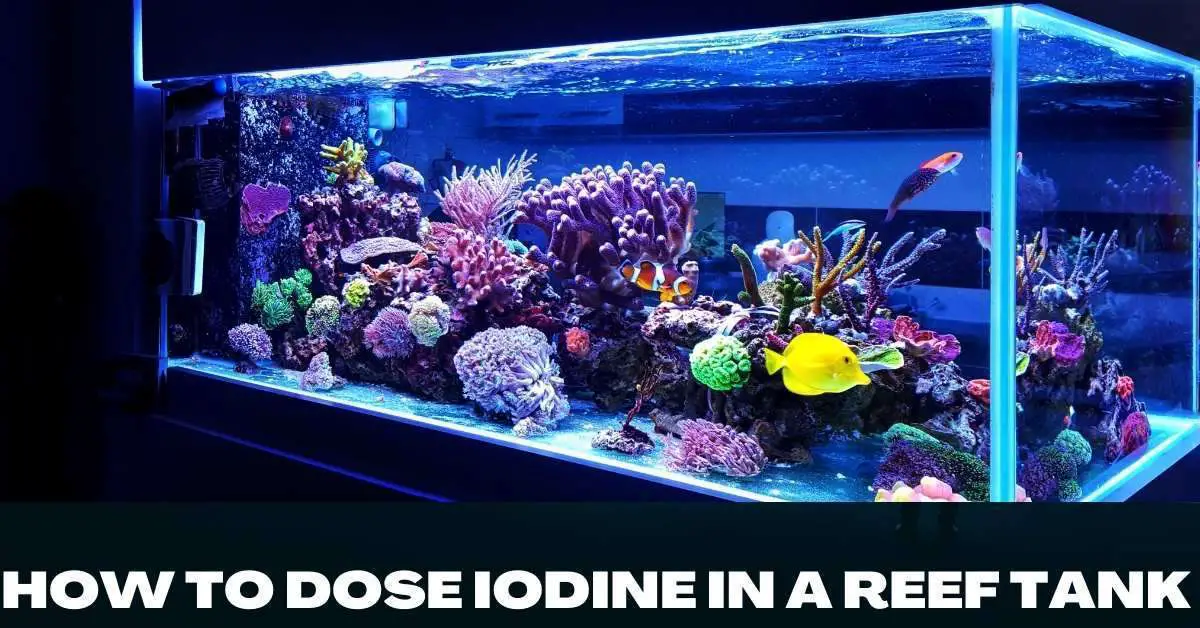 image of How to Dose Iodine in a Reef Tank