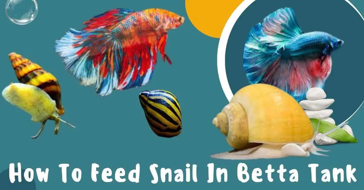 image of How to feed snails in betta tank