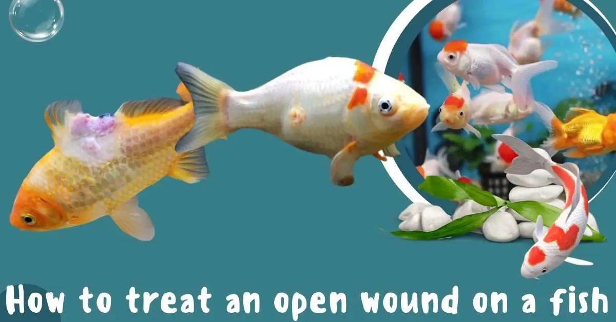 image of How to treat an open wound of fish