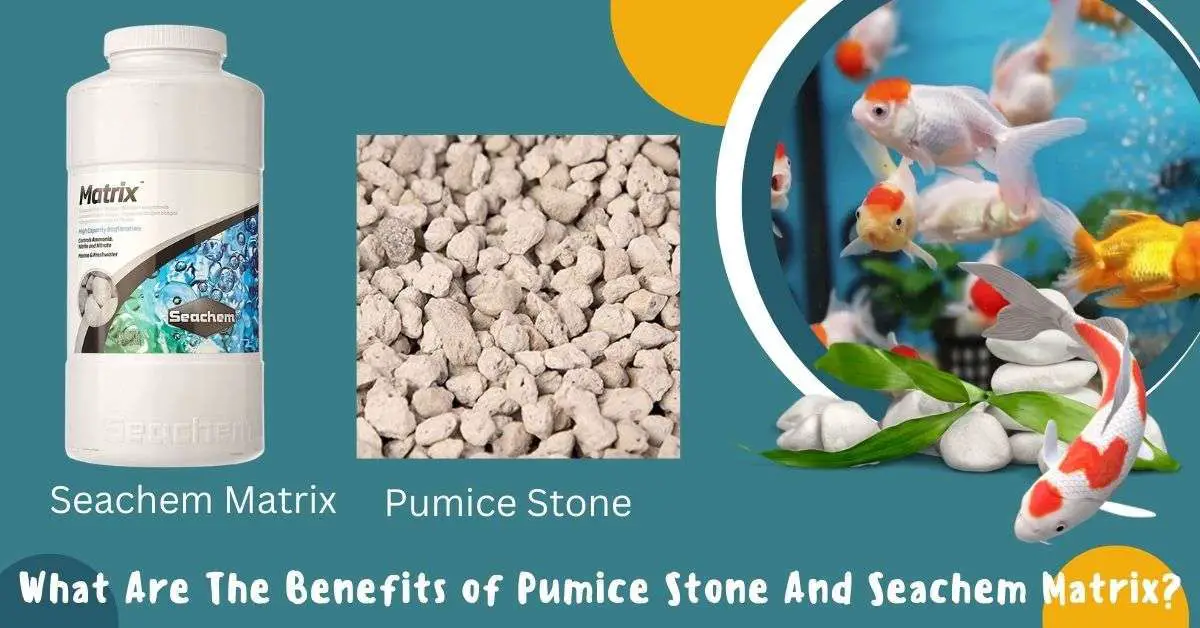 image of What Are The Benefits of Pumice Stone And Seachem Matrix