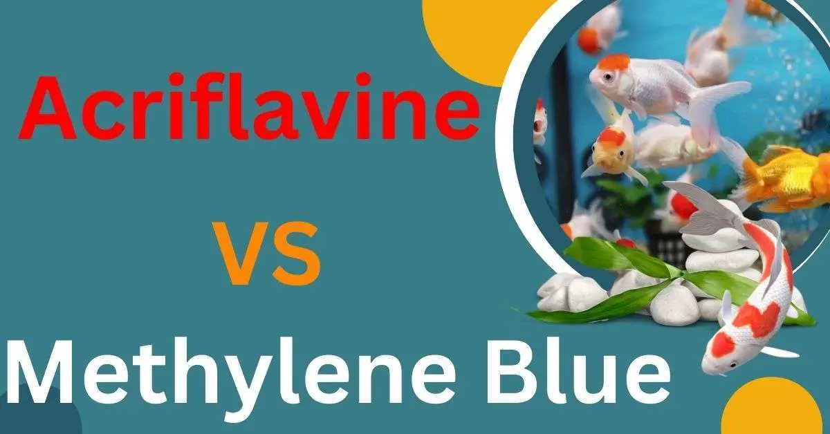 Image of Acriflavine Vs Methylene blue