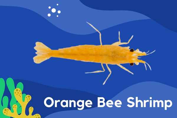 Orange Bee Shrimp