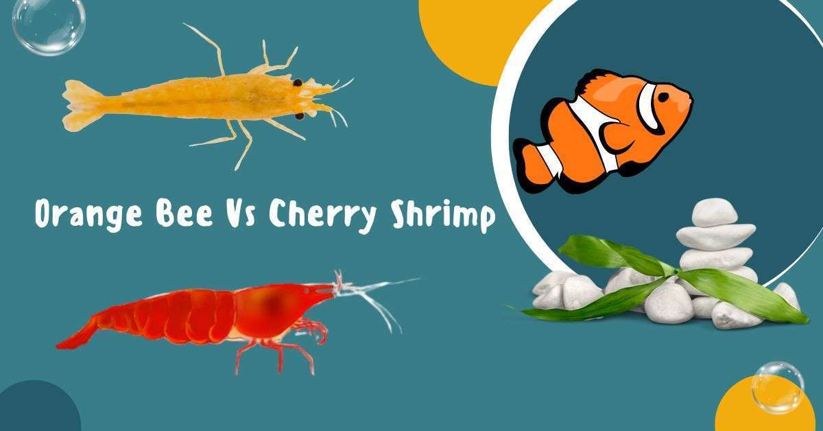 Image of Orange bee vs cherry shrimp