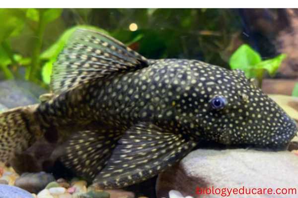 Bristlenose Pleco