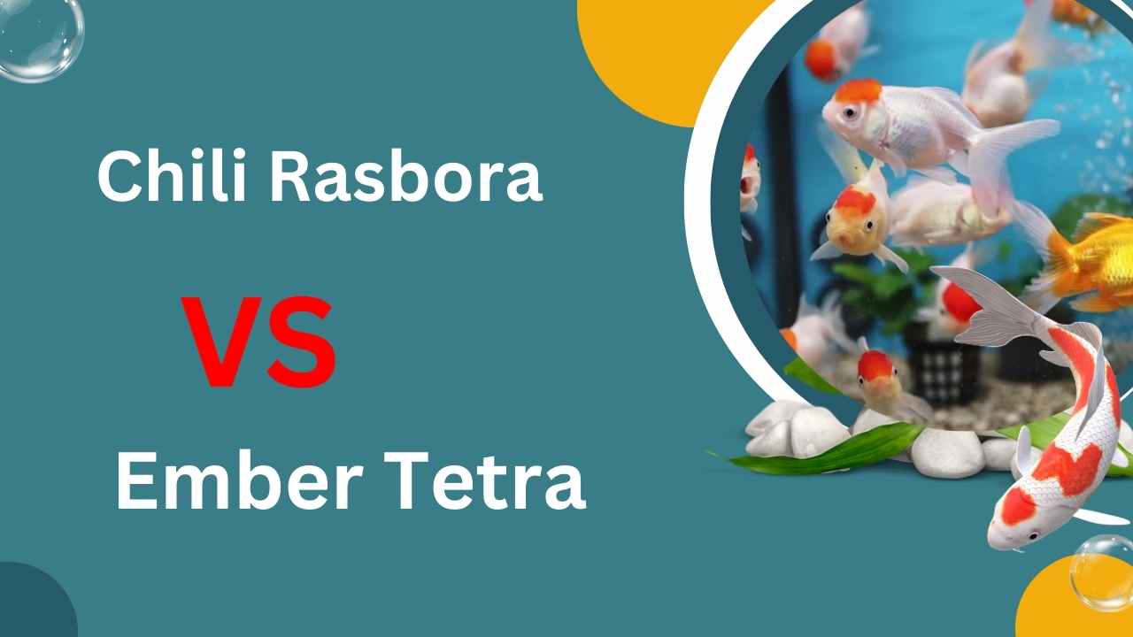 Image of Chili rasbora vs Ember tetra