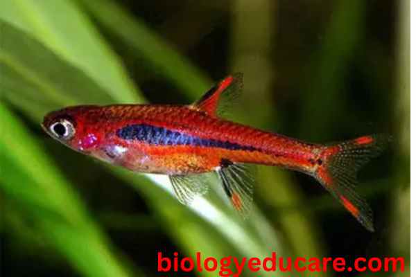 Image of Chili rasbora