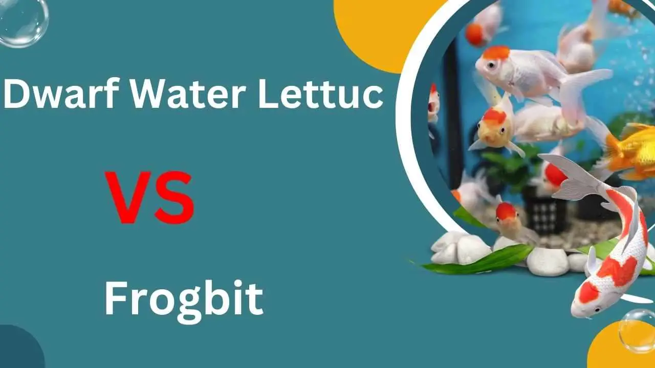 image of Dwarf water lettuce vs frogbit