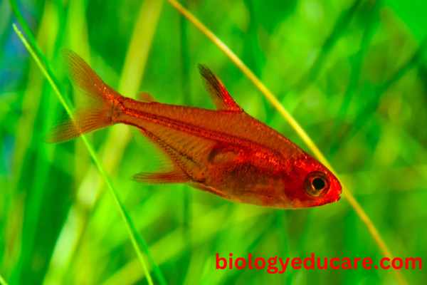 Ember Tetra