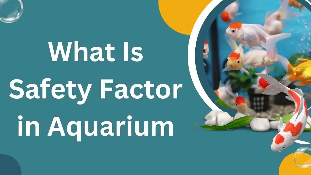 Image of What Is Safety Factor in Aquarium