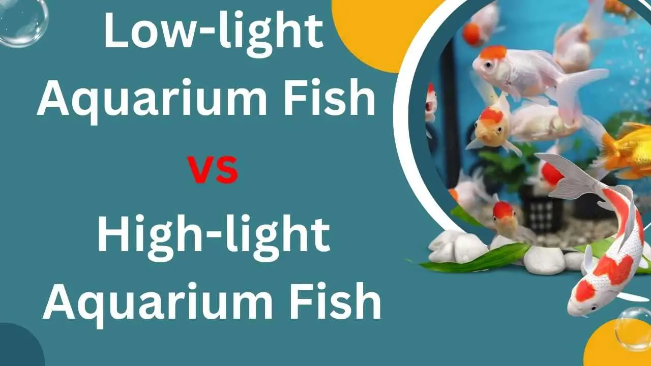 Image opf Low-light Aquarium Fish vs. High-light Aquarium Fish