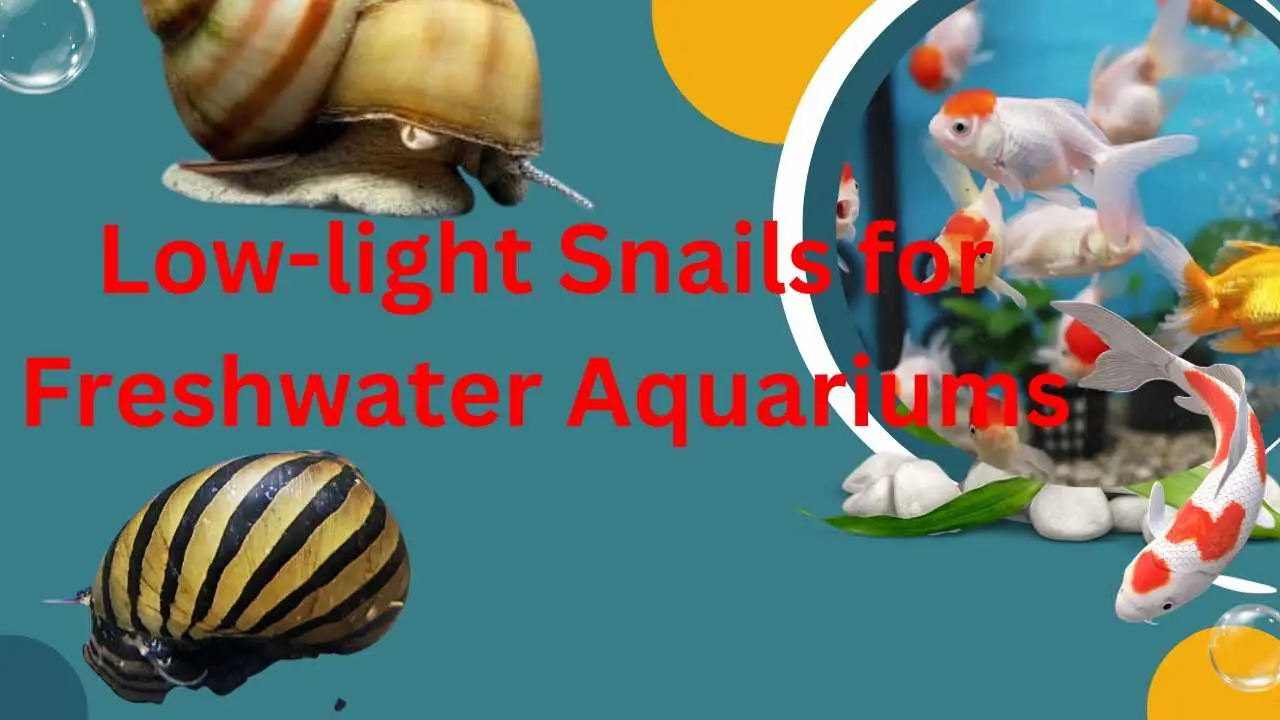 Image of Low Light Snails for Freshwater Aquariums