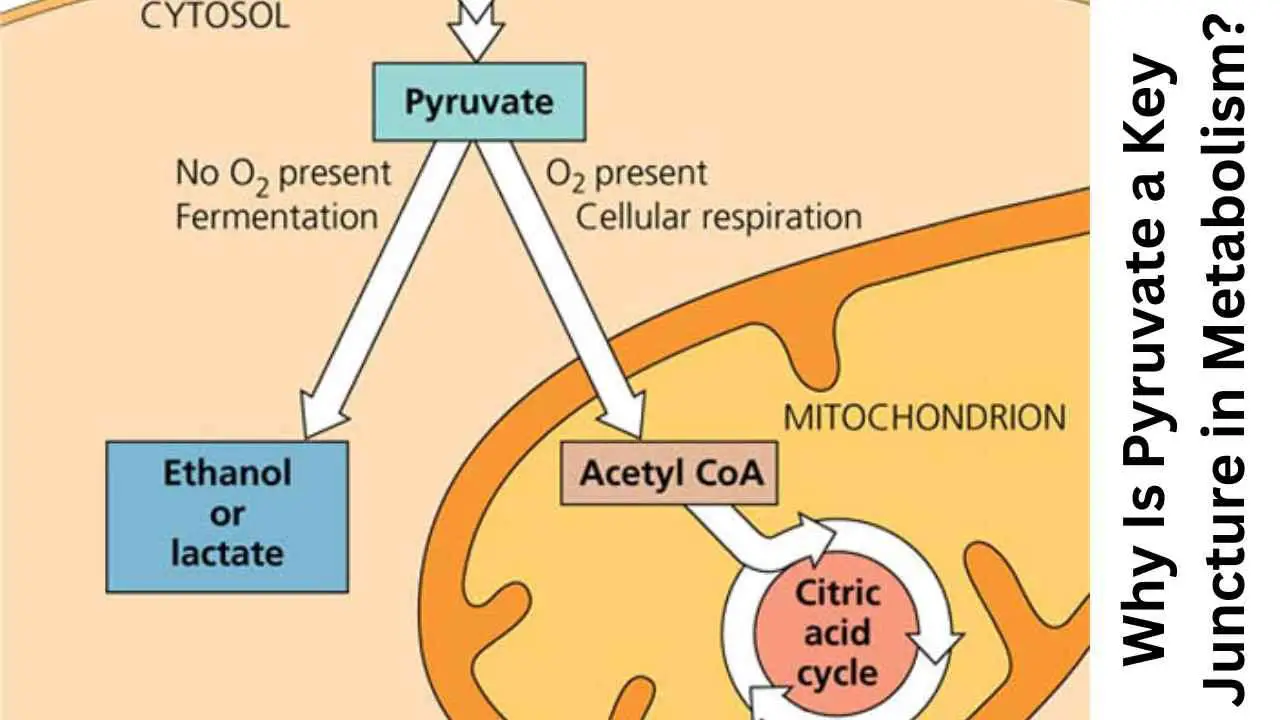 Image of Why is pyruvate a key juncture in metabolism ?