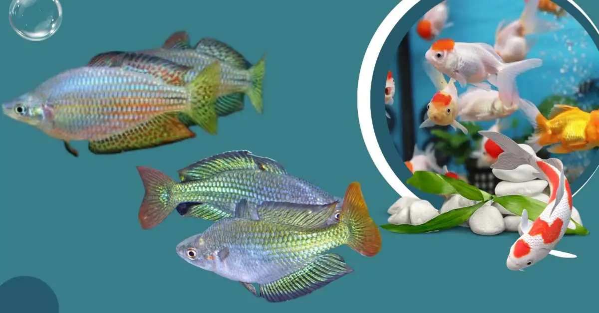 Image of Australian Rainbow Fish Male vs. Female