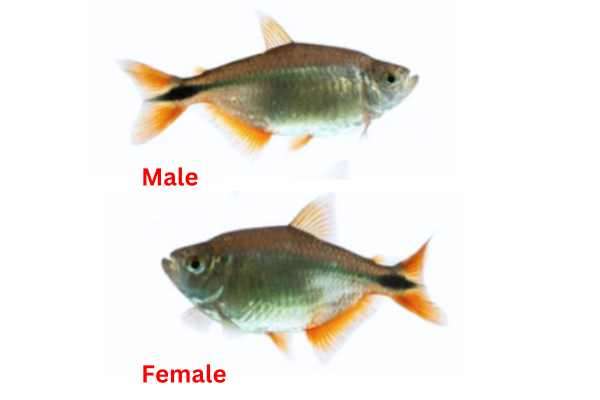 Image showing Buenos Aires Tetras male and female