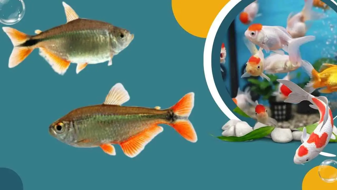 Image of Buenos Aires Tetra Male vs Female