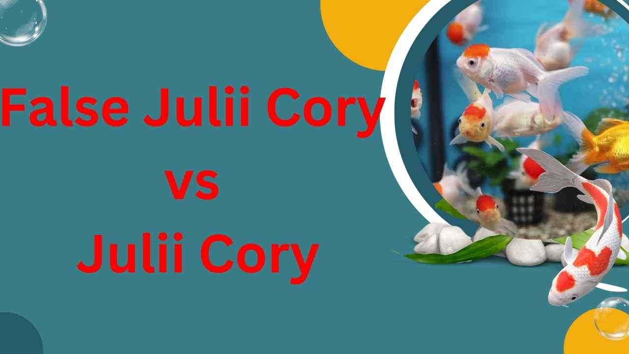 Image of False Julii Cory vs Julii Cory
