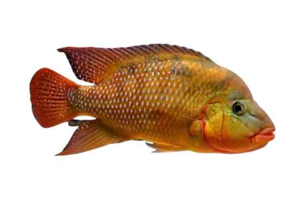 Image Showing Gold saum (Heros cf. rivulatus) 