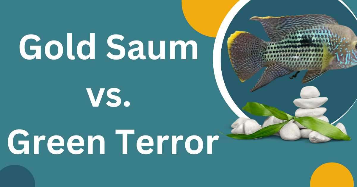 Image of Gold Saum vs. Green Terror