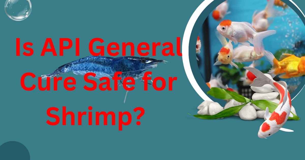 Image of Is API General Cure Safe for Shrimp