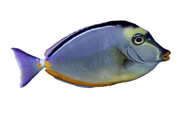 Naso tang