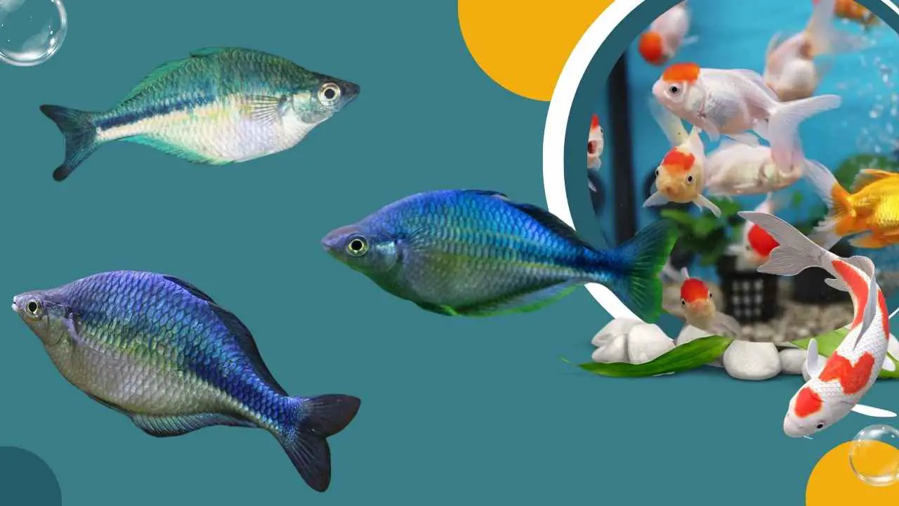 Image of Turquoise Rainbow Fish Male vs. Female