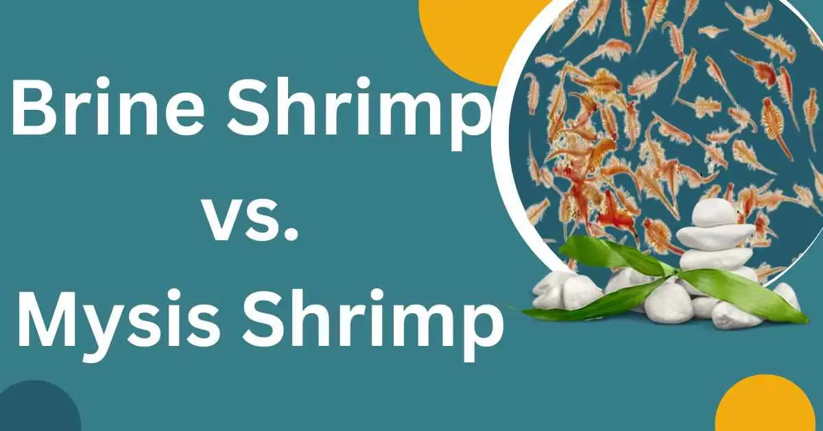 Image of Brine Shrimp vs. Mysis Shrimp