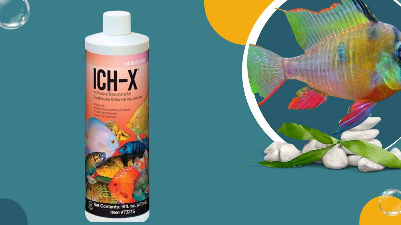 Image of Is Ich-X Safe for Aquarium Plants?