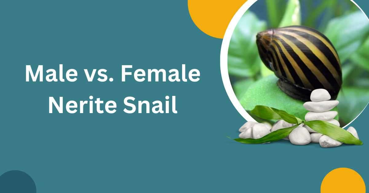 Image of Male vs. Female Nerite Snail
