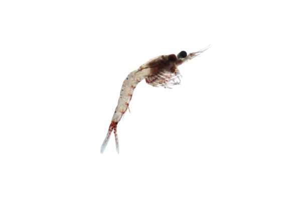 Mysis shrimp