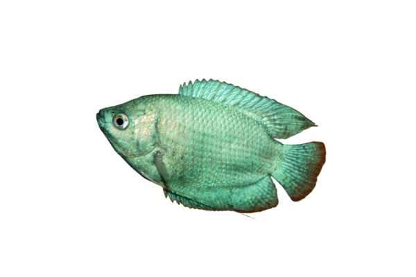 Powder Blue Gouramis