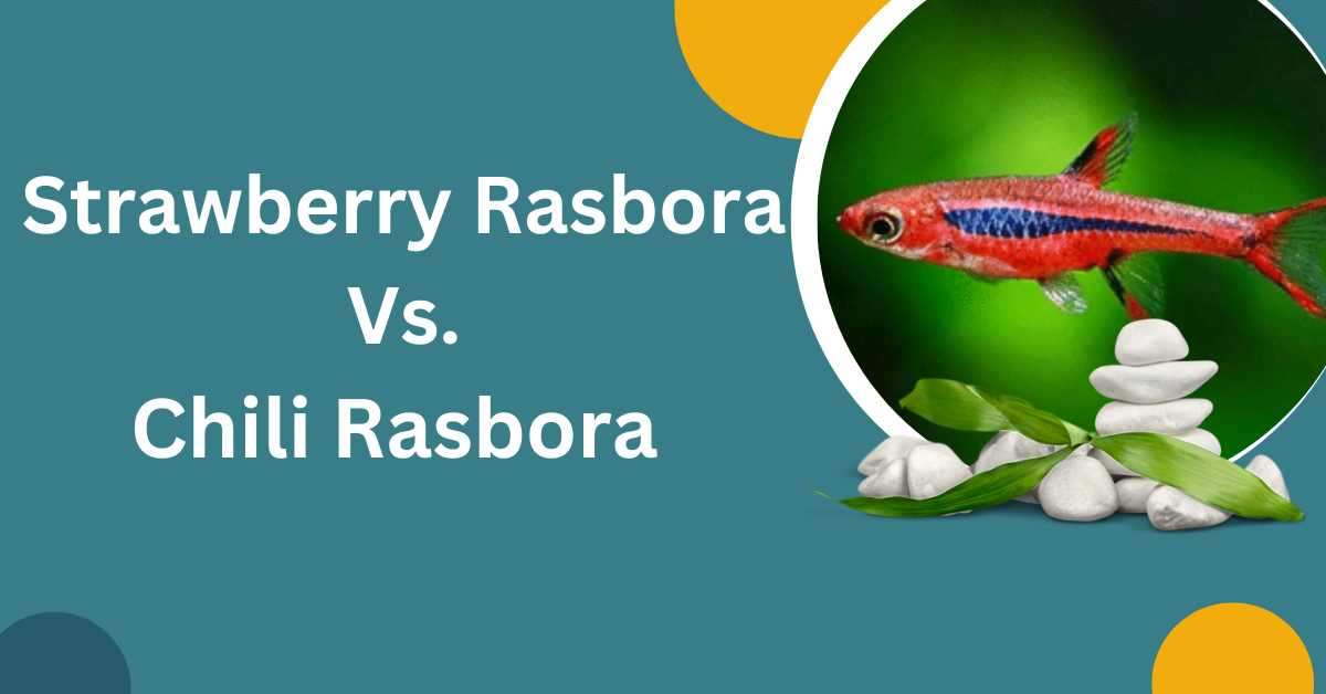 Image of Strawberry Rasbora vs. Chili Rasbora