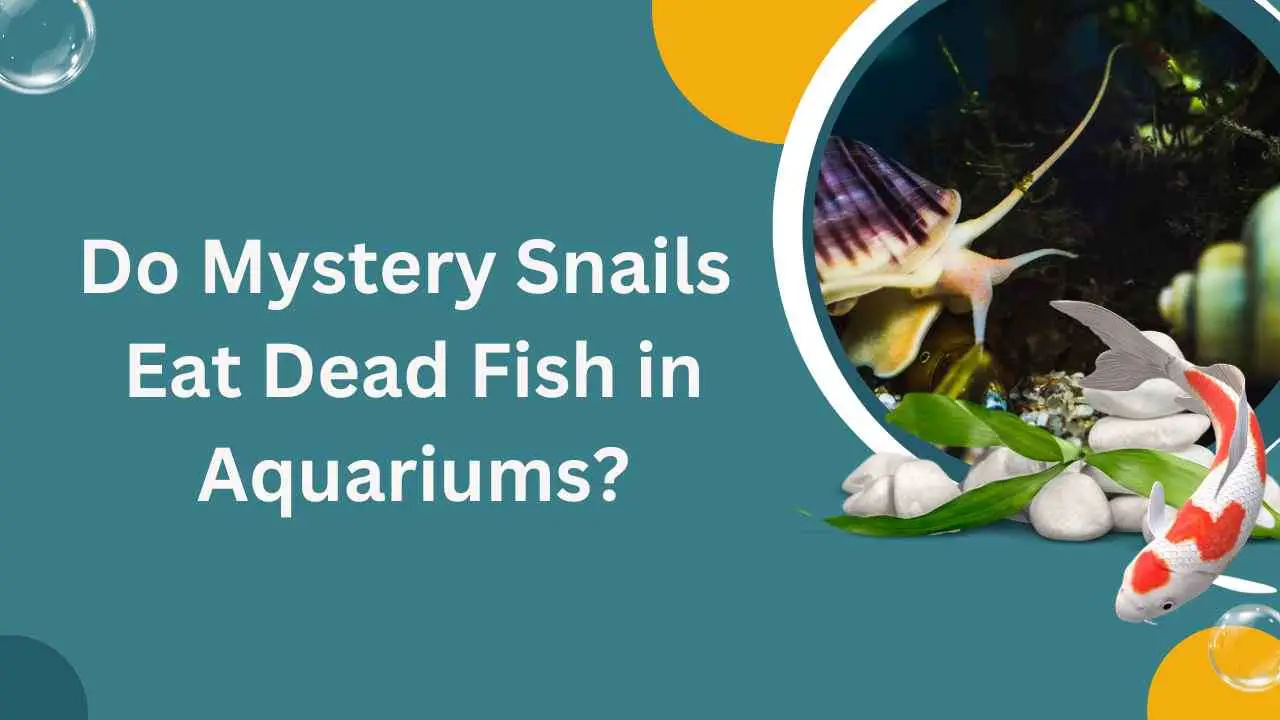 Image of Do Mystery Snails Eat Dead Fish in Aquariums?