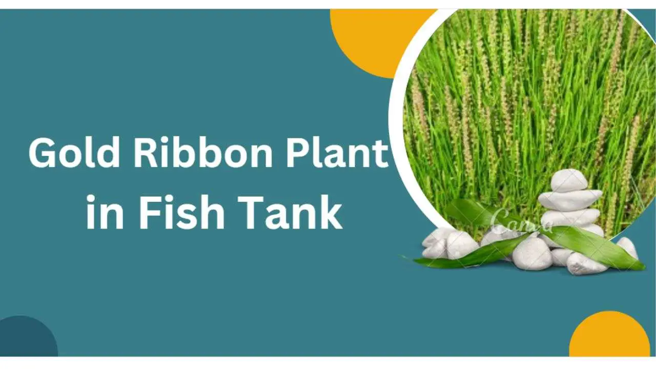 Image of Gold Ribbon Plant in Fish Tank