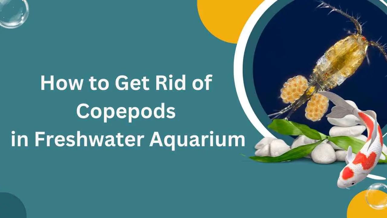 Image of How to Get Rid of Copepods in Freshwater Aquarium?