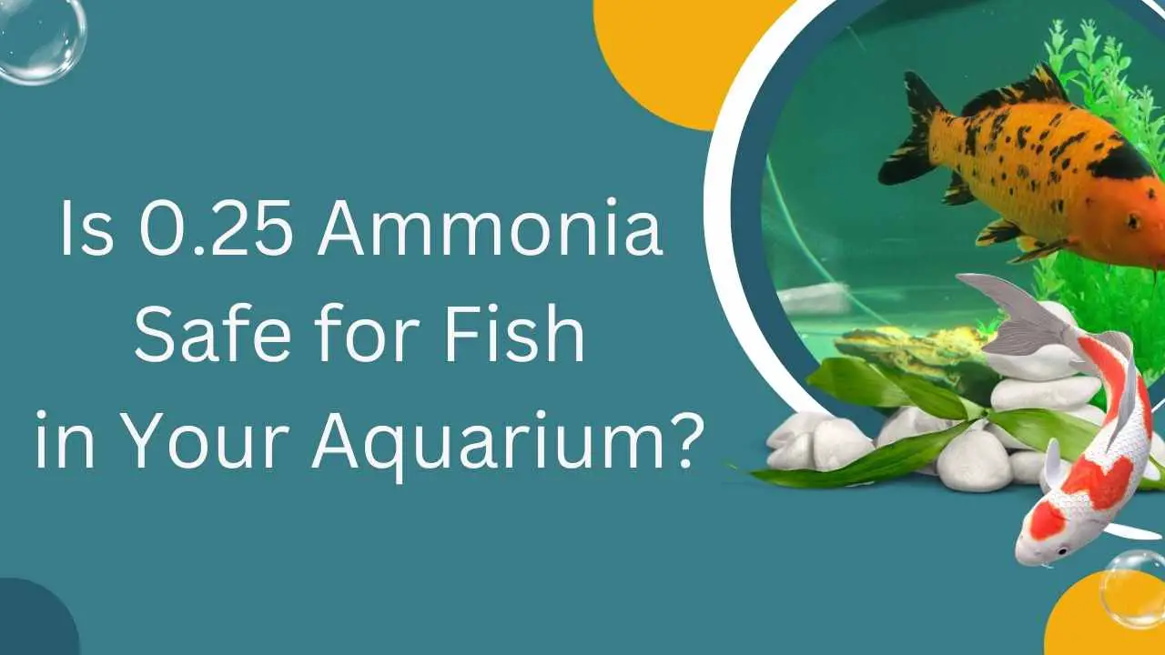 Image of Is 0.25 Ammonia Safe for Fish?