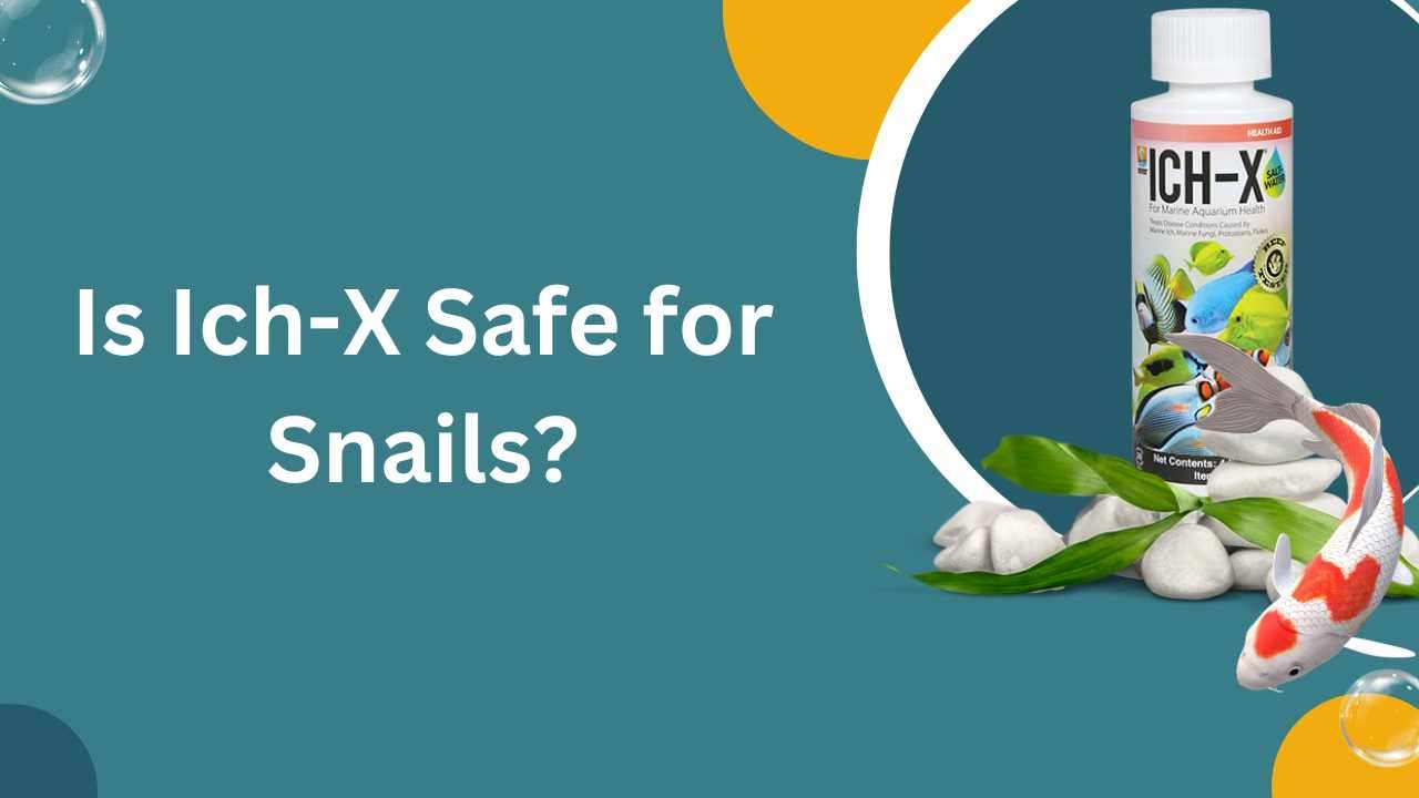 Image of Is Ich-X Safe for Snails?
