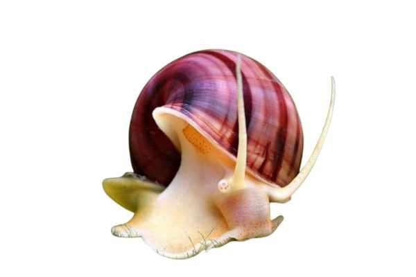 Image Showing Mystery Snail