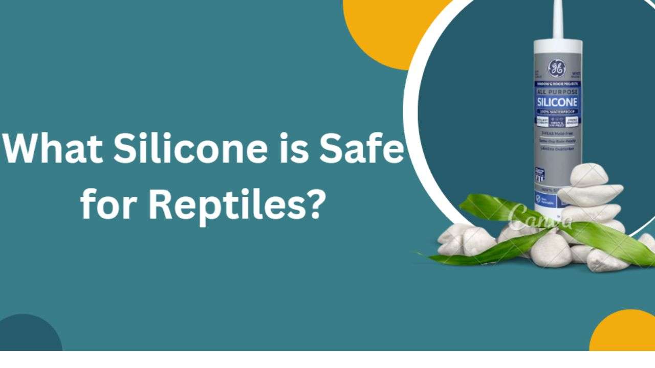 Image of What Silicone is Safe for Reptiles