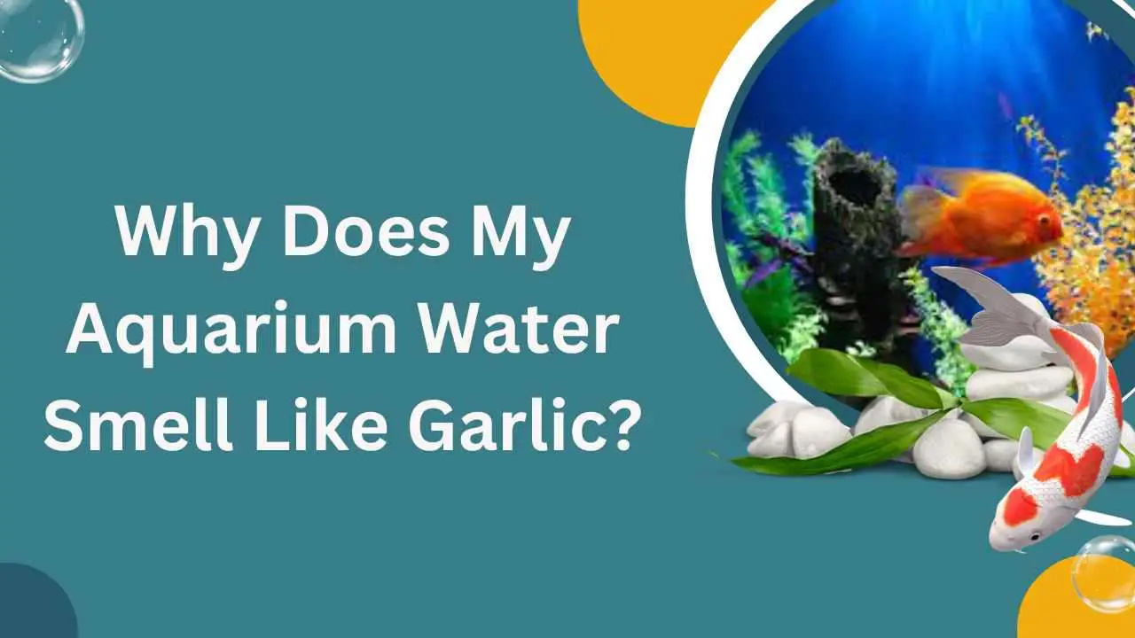Image of Why Does My Aquarium Water Smell Like Garlic?