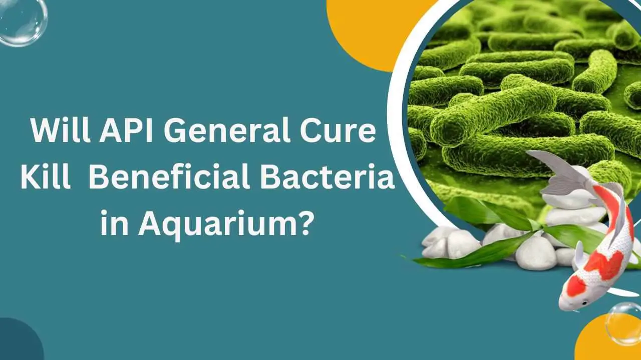 Image of Will API General Cure Kill Beneficial Bacteria in Aquarium