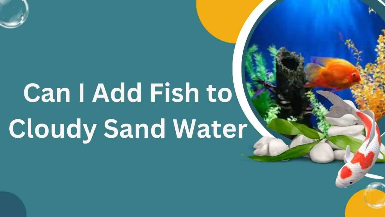 Image of Can I Add Fish to Cloudy Sand Water