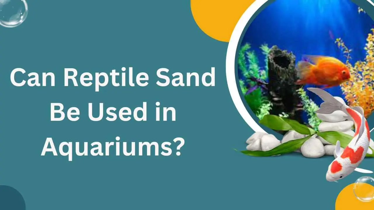 Image of Can Reptile Sand Be Used in Aquariums