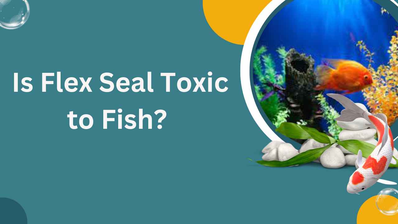 Image of Is Flex Seal Toxic to Fish?