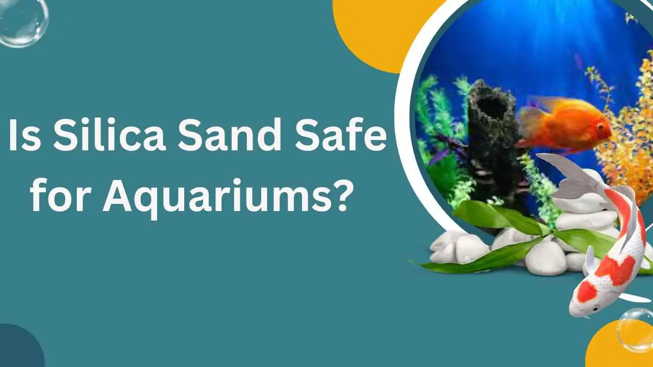 Image of Is Silica Sand Safe for Aquariums