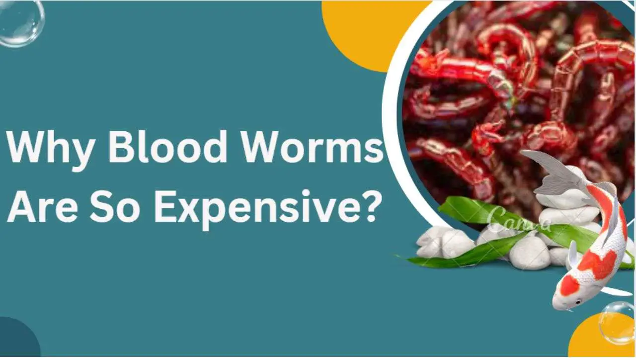 Image of Why Blood Worms Are So Expensive?