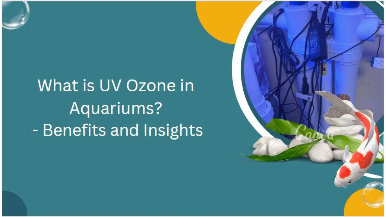 Image of What is UV Ozone in Aquariums?