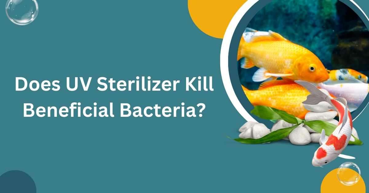 Image of Does UV Sterilizer Kill Beneficial Bacteria
