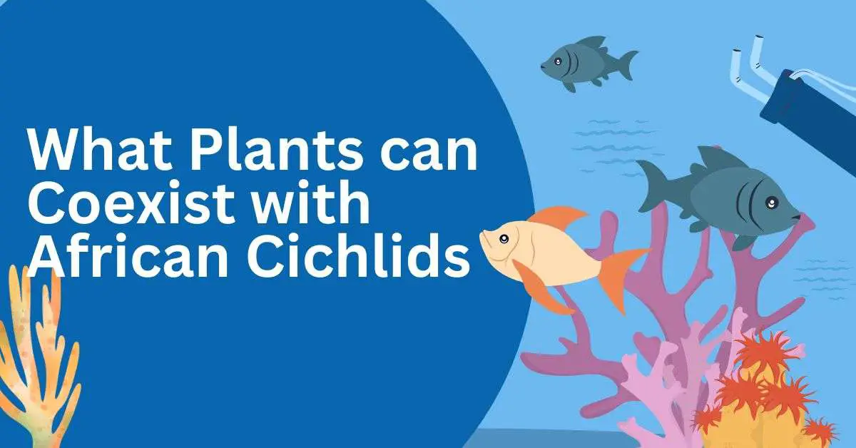 Image of What Plants can Coexist with African Cichlids